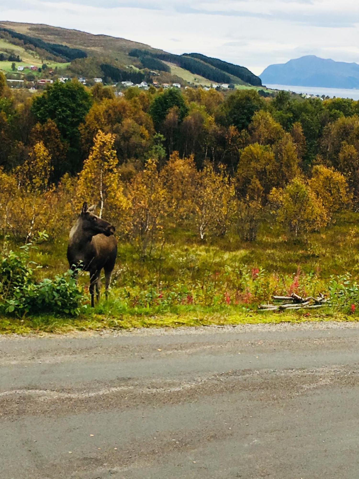 Sortland Camping Og Motell As Exteriér fotografie